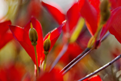 ドウダンツツジ　蕾