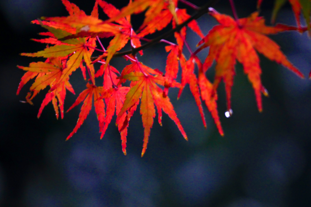 雨上り