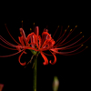 曼珠沙華　　（千葉県松戸市　祖高院）
