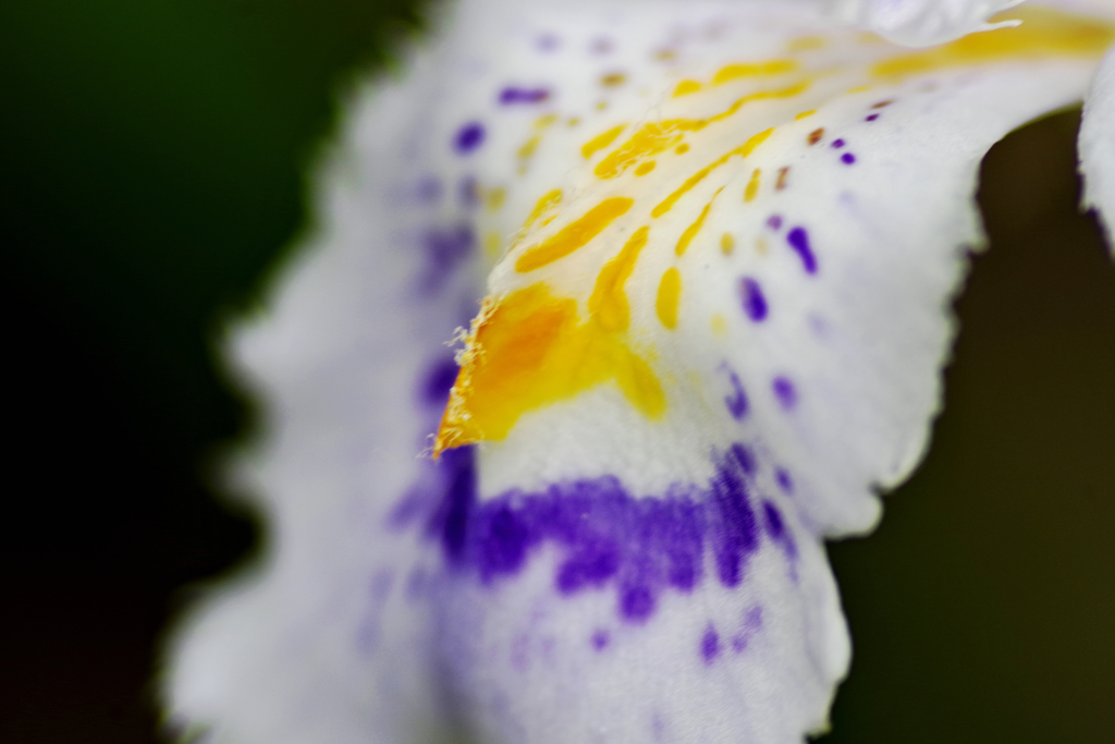 彩色の花びら