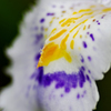 彩色の花びら