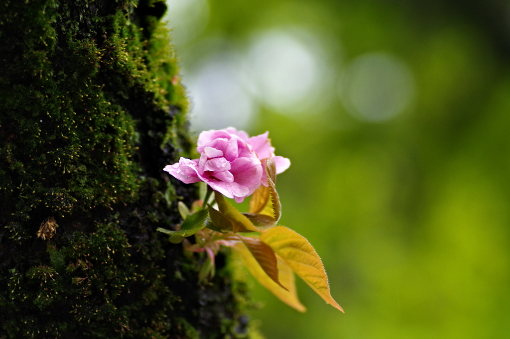 桜　苔生す中に