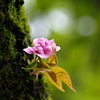 桜　苔生す中に