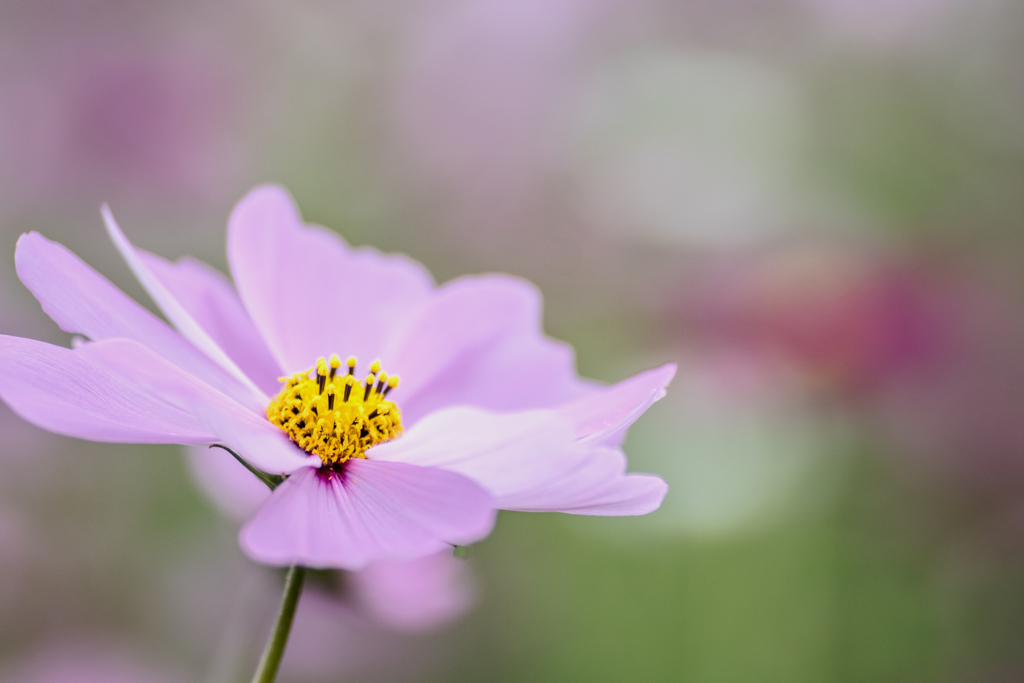 秋