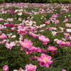 芍薬園