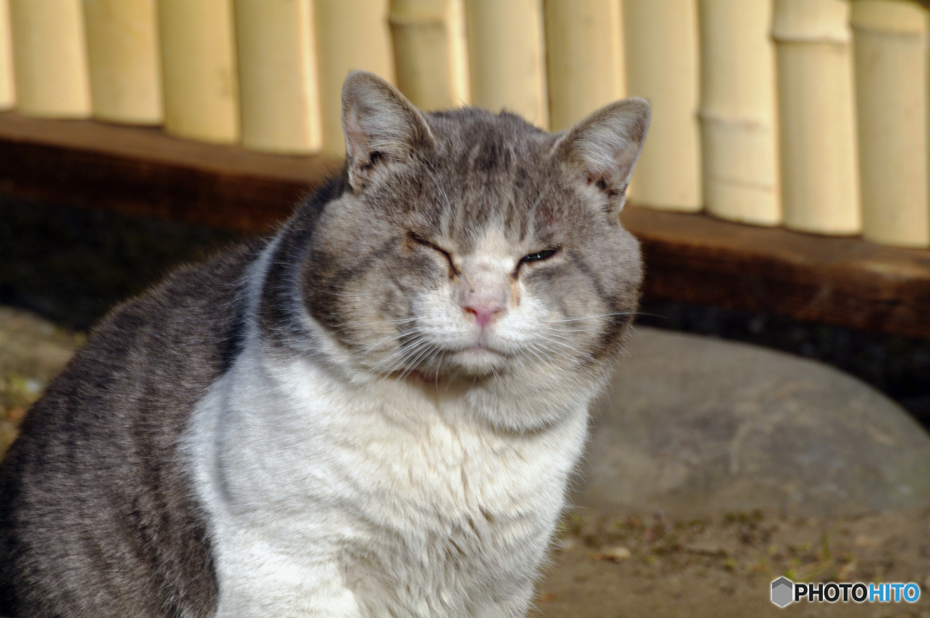 柴又の猫その二　柴又山本亭の自由猫