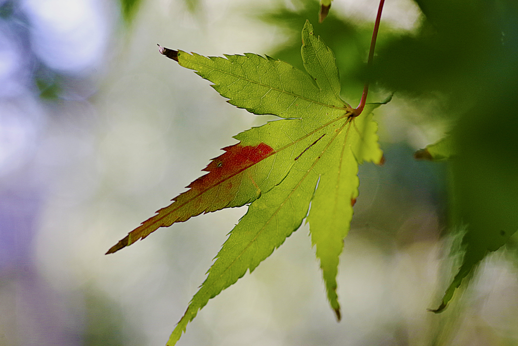 紅葉　モミジ　