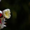 蕾はじける