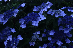 蒼い紫陽花