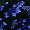蒼い紫陽花