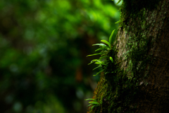 天然苔玉