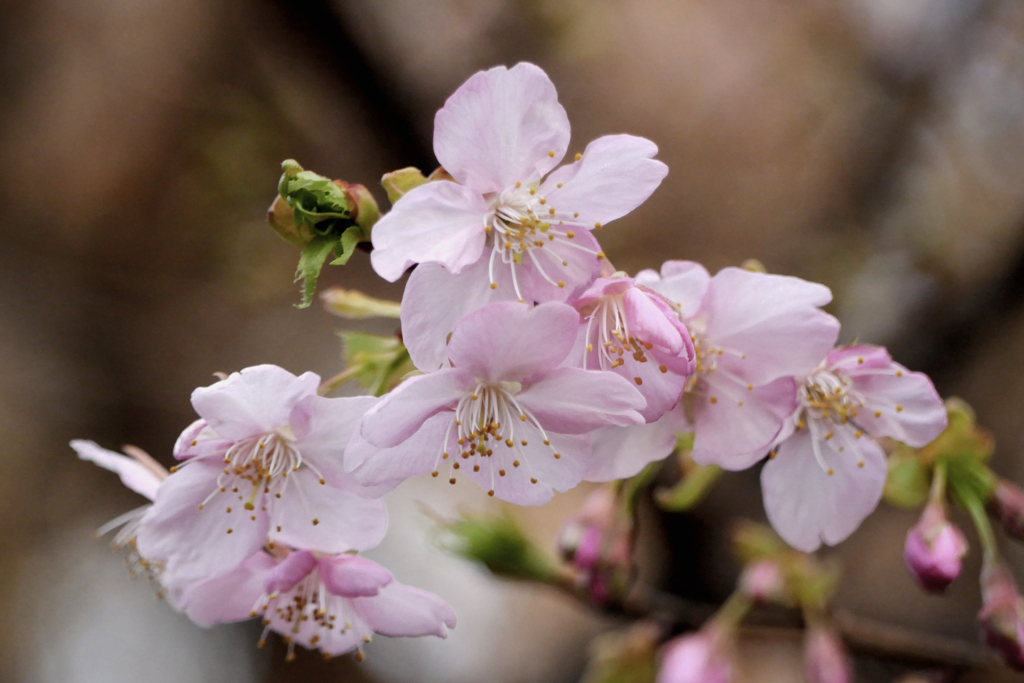 桜　　咲け!!