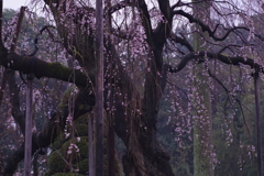 眠る　枝垂れ桜　
