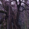 眠る　枝垂れ桜　