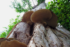 ツキヨタケ？？？