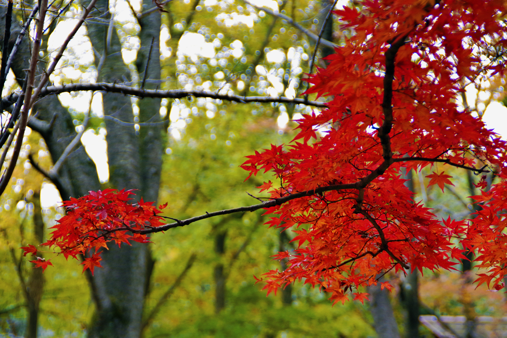 紅葉２　平成30年