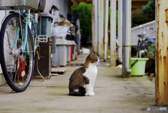 近所の友達
