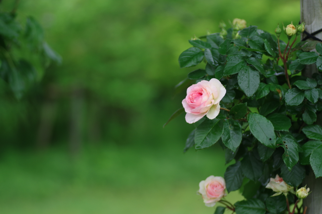 薔薇