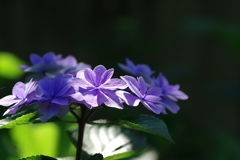 陰影　紫陽花