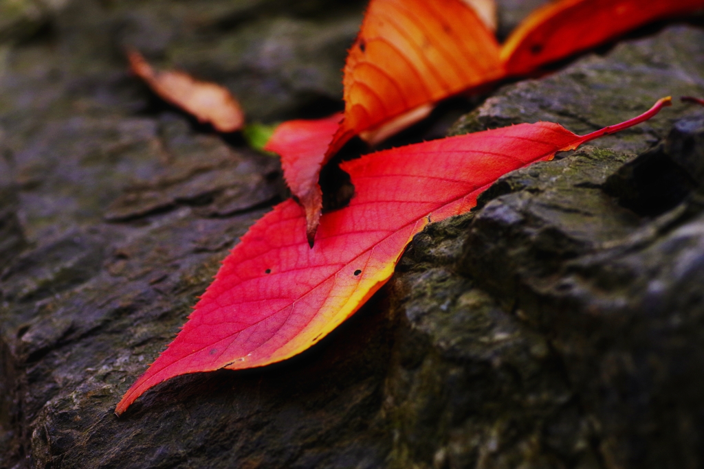 秋の桜（紅葉）