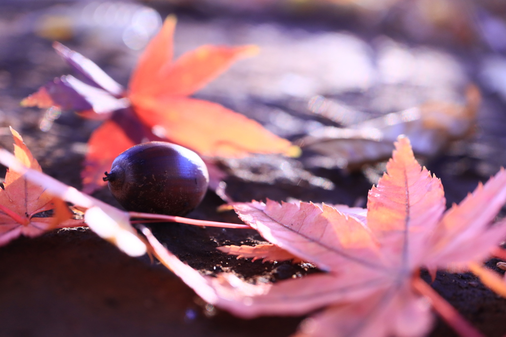 どんぐりの上にも紅葉