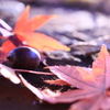 どんぐりの上にも紅葉