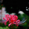 初　彼岸花