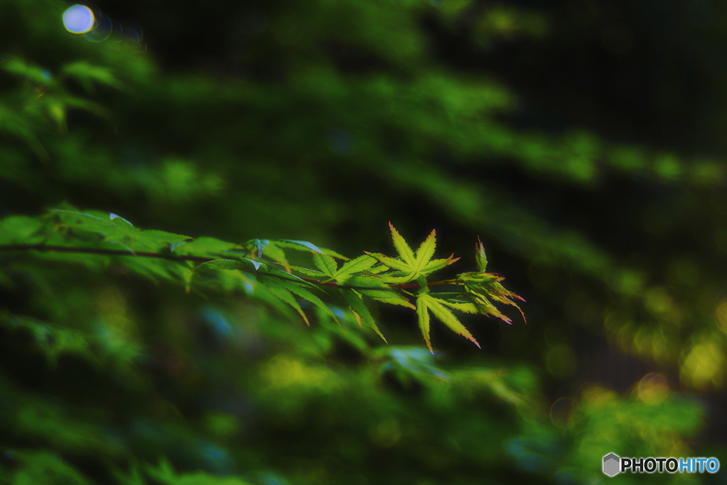 青い紅葉