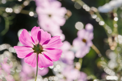 雨上がりの秋桜