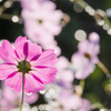 雨上がりの秋桜