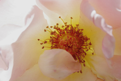 薔薇