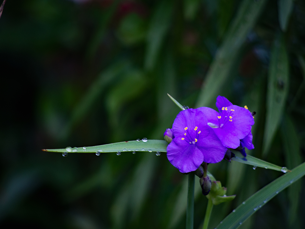 つゆ草