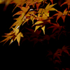 晩秋の紅葉