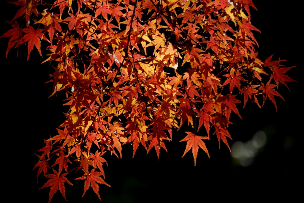 紅葉　火花　