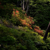 山つつじ