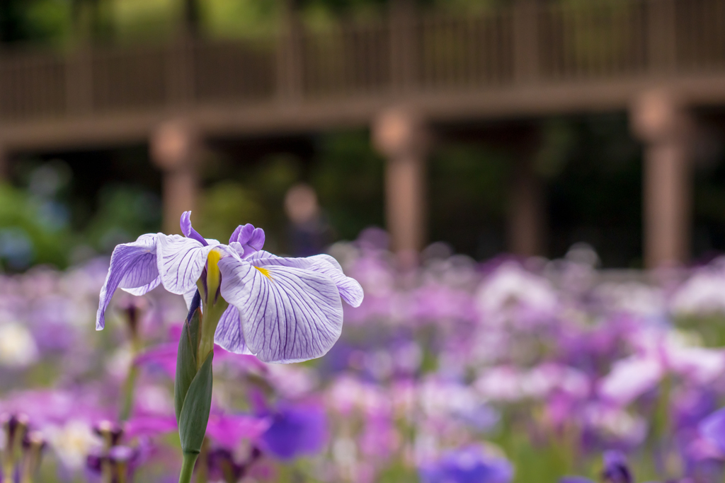 _MG_5631 (1)