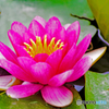 ピンクの水連