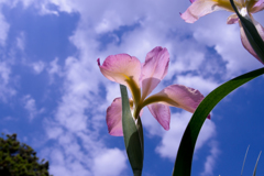 空へ花菖蒲