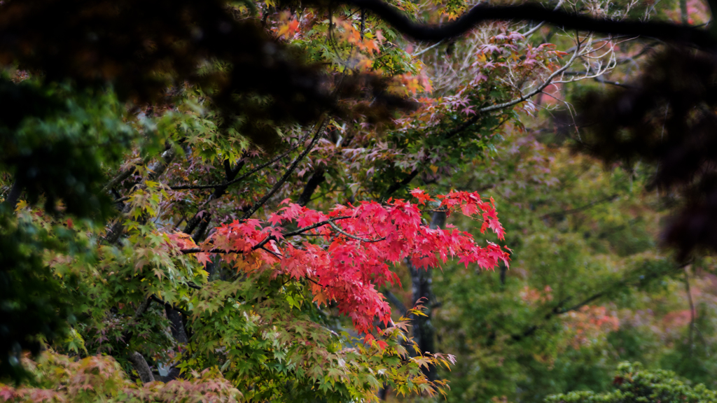 ちょっとだけ紅葉