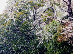 桜に雪 桜に雪