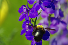 マルハナバチの３