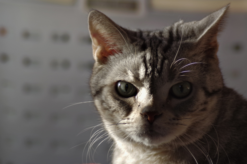 洗濯かごの前で怒れる我が家の猫