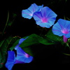 うちの朝顔　花盛り