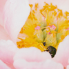 花粉集め(隣の拡大）