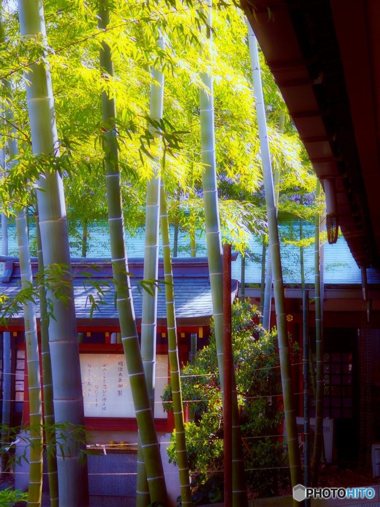 赤坂の竹　（春が恋しいので）