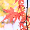 先週が華だった
