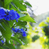 去年の紫陽花２番（流山東部）