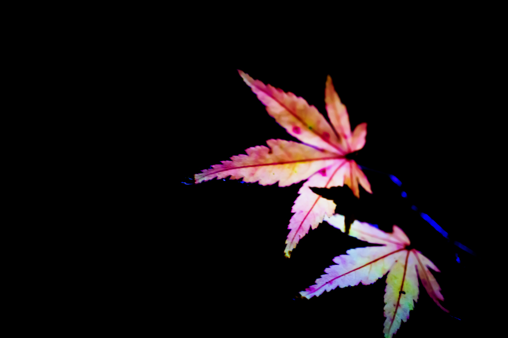 光彩