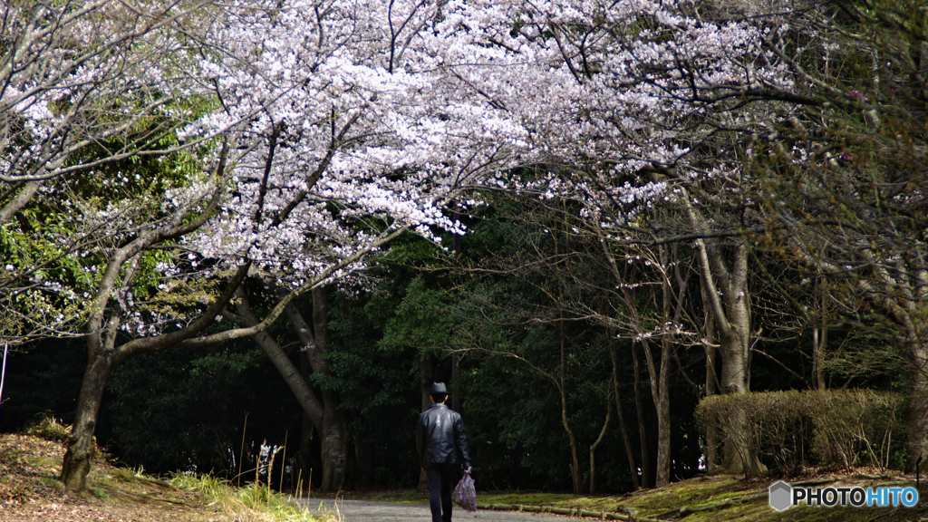 ハードボイルドな花見