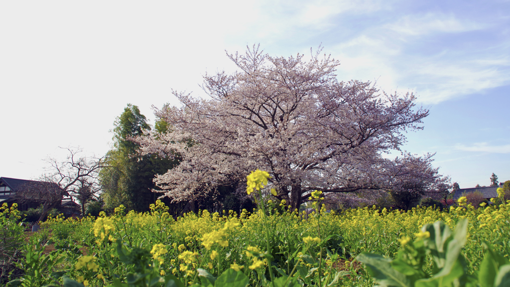 菜の花黄色・桜は桃色・天の空色